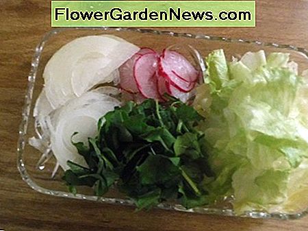 Zwiebeln, Radieschen, Rucola und Salat. Onions, radishes, arugula, and lettuce.