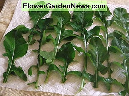 Legen Sie Rucola in einer einzigen Schicht auf ein Papiertuch. Place arugula in a single layer on a paper towel.