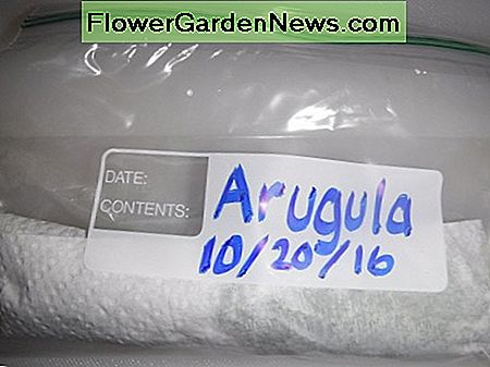 Rolle Rucola in Papiertuch und dann in eine Plastiktüte für Kühllagerung für bis zu 3 Tage. Roll arugula in paper towel and then place in a plastic bag for refrigerated storage for up to 3 days.