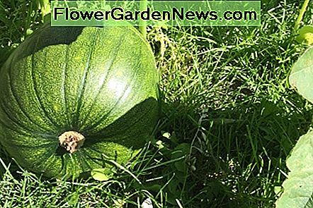 Grüner Kürbis Green Pumpkin
