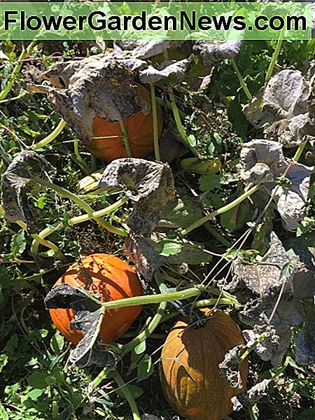 Pumpkin Patch nach unerwartetem Einfrieren Pumpkin Patch After Unexpected Freeze