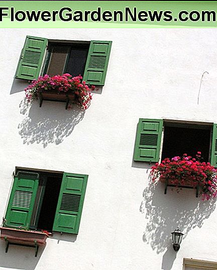 Blumenkästen sind auf dem Rücken und den Knien einfach. Window boxes are easy on the back and knees.
