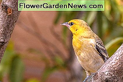 Dieser weibliche Pirol wurde zuerst von dem wilden Pflaumenbaum in unseren Garten gezogen, aber dann fiel ihr etwas anderes auf. This female hooded oriole was first attracted to our yard by the wild plum tree but then something else caught her eye.