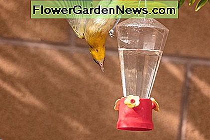 Sie entdeckte eine Kolibrifütterung und entschied sich dafür. She spotted a hummingbird feeder and decided to go for it.