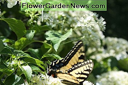 Schmetterlinge lieben sie auch! Butterflies love them too!