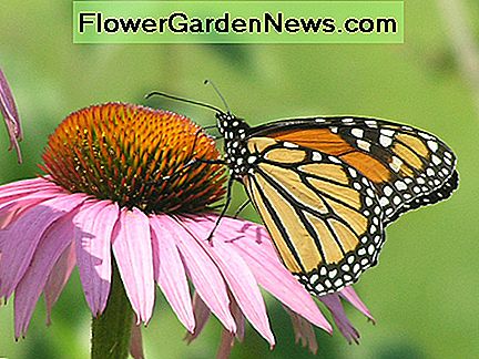 Monarchfalter auf Purpur Coneflower Monarch Butterfly on Purple Coneflower