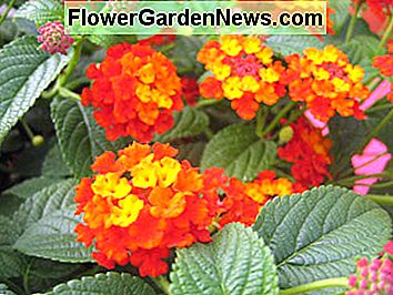 Lantana Luscious Citrus Blend Lantana Luscious Citrus Blend
