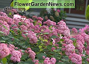 Hortensie Invincibelle Spirit Hydrangea Invincibelle Spirit