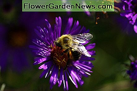 Dank Astern können sich Bienen gut in den Herbst hinein ernähren. thanks to asters bees can feed themselves well into the fall.