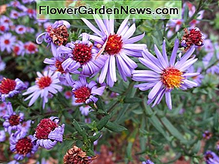 Das sind die Astern, die ich auf offenen Feldern und Straßenrändern entdeckte These are the asters I used to spot in open fields and roadsides