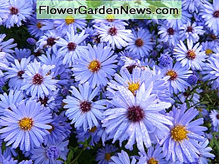 'King George' fand in der Untergruppe A. Amellus hellblaue Astern, Blau ist eine seltene Farbe in Blumen. 'King George' found in the sub group A. Amellus are light blue asters, blue is a rare color in flowers.