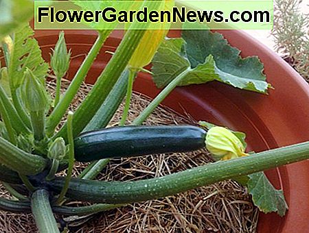 Gerai supjaustytos cukinijos prinokę A good sized zucchini ripe for picking