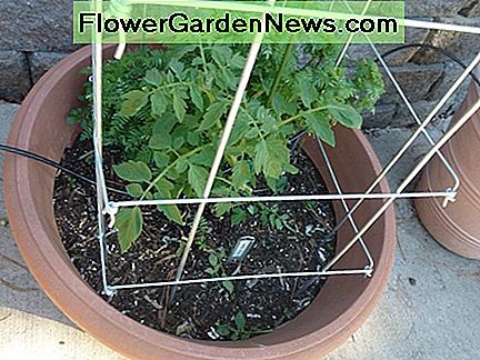 Inklapbare tomatenpennen of vouwkooien zijn ideale ondersteuning voor tomaten als ze goed zijn gemaakt. Vouwkooien zorgen voor een gemakkelijke winterstalling. Collapsible tomato pens or folding cages are ideal support for tomatoes if they are well made. Folding cages make for easy winter storage.