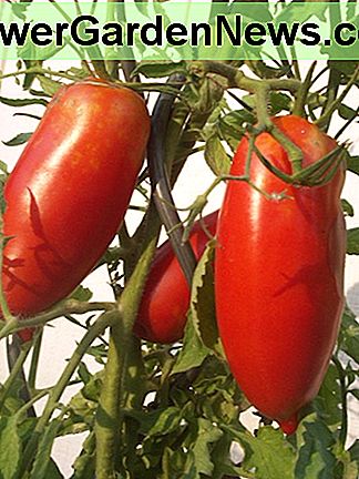 Artistieke tomatenspiralen zijn ideaal voor Roma-tomaten en bepaalde wijnstokken. Artistic tomato spirals are ideal for Roma tomatoes and determinate vines.