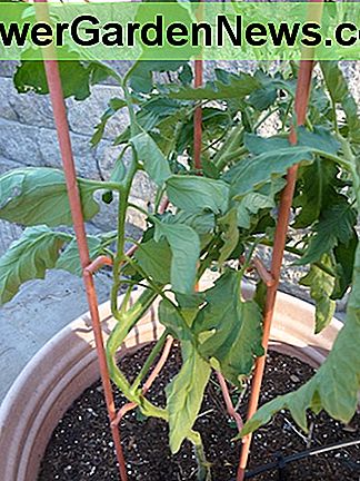 Deze tomatensteun werkt goed in containers of in de tuin. Om gemakkelijk toegang te krijgen tot fruit, houd je de planten gesnoeid. This tomato support works well in containers or in the garden. To get easy access to fruit, keep plants pruned.