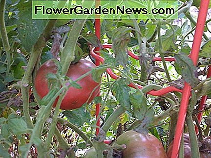Een eenmalige investering van stevige metalen tomatenladders gaat een leven lang mee. A one-time investment of sturdy metal tomato ladders will last a lifetime.