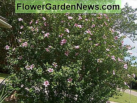 Johanniskraut Rose of Sharon