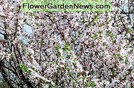 Nanking Kirsche Nanking Cherry