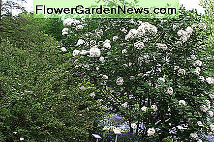 Viburnum carlesii (Koreanisches Gewürz) Viburnum carlesii (Korean Spice)
