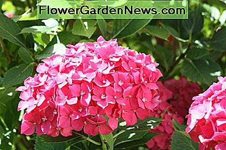 Hortensie Hydrangea