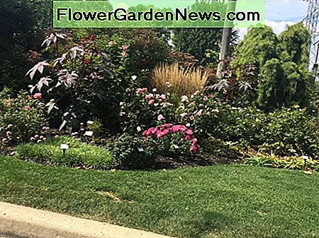 Die Rosen-Innovationen, William Radler Rosarium in Greenfield, WI. Dies ist die Residenz von William Radler, Schöpfer von Knock Out Roses. The Rose Innovations, William Radler Rosarium in Greenfield, WI. This is the residence of William Radler, Creator of Knock Out Roses.