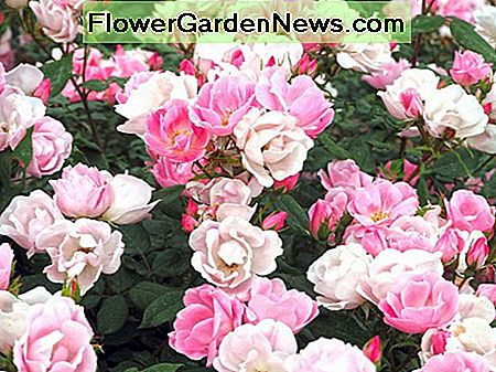 Errötende Knock Out Rose Blushing Knock Out Rose