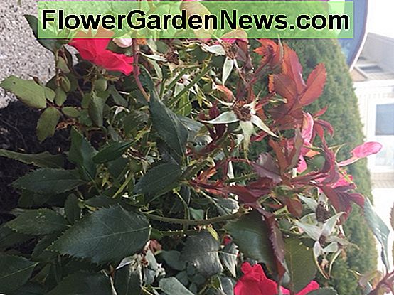 Etwas rotes Wachstum auf Rosen ist normal. Wenn das rote Wachstum unförmige Blätter und Blüten entwickelt, ist es wahrscheinlich Rosettenkrankheit, und Sie müssen die Pflanze ersetzen. Some red growth on roses is normal. If the red growth develops misshapen leaves and blooms, it is likely rose rosette disease, and you will need to replace the plant.