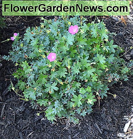 Meerjarige geranium, een bodembedekker, omringd door mulch. Perennial geranium, a ground cover, surrounded by mulch.