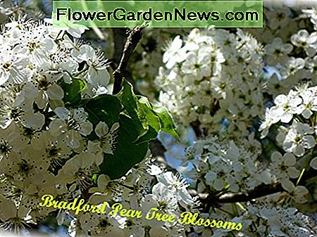 Gros plan, de, Bradford, poirier, fleurs Close-up of Bradford Pear Tree blossoms