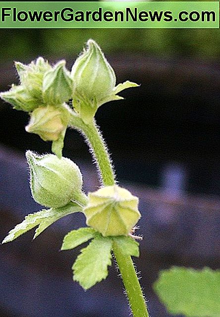 Jonge hollyhockknoppen zijn zacht en groen, met een vorm die lijkt op zijn drogende zaaddozen. Young hollyhock buds are tender and green, with a shape similar to its drying seed pods.