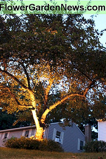 Tai 20 voltų žemos įtampos kraštovaizdžio šviesos vieta krabų obelų bazėje. This is a 20watt low voltage landscape light place at the base of a crab apple tree.