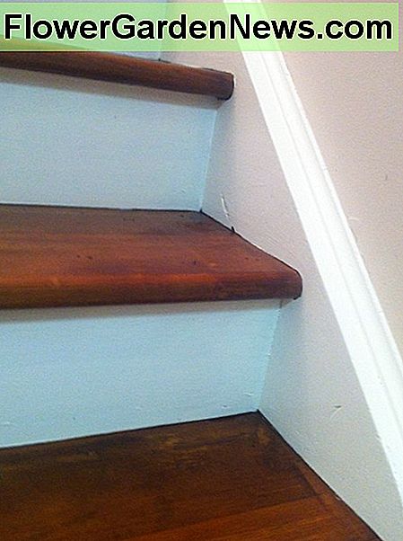 Laiptai su kaimiškos išvaizdos spalvos protektoriaus ir baltos spalvos stovas Stairs with a rustic-look stained tread and white painted risers