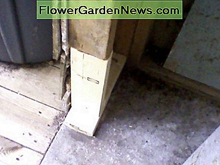 Neues Segment des Stollens, das an Ort und Stelle angebracht wurde. New segment of stud fitted in place to be sistered.