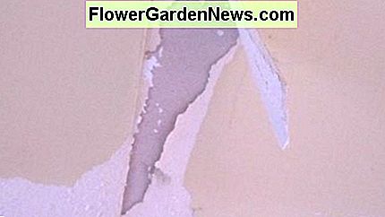 Indicatie van schilferige verf onder behang Indication of flaky paint underneath wallpaper
