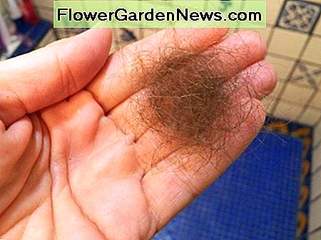 ผมนำมาจากท่อระบายน้ำหลังจากเพียงไม่กี่วัน Hair taken from drain strainer after just a couple of days.