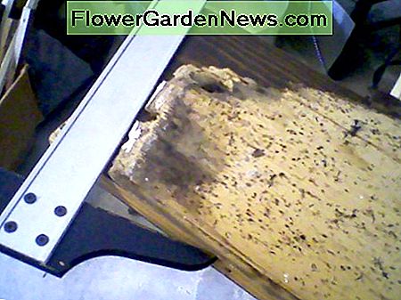 Detail, met de originele afgeschuinde rand van het bord. Detail, showing original bevelled edge of board.