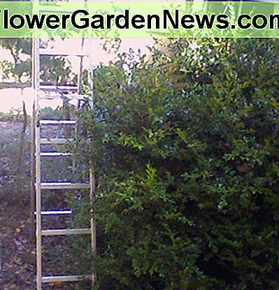 Ladder - WRONG! Ladder--WRONG!