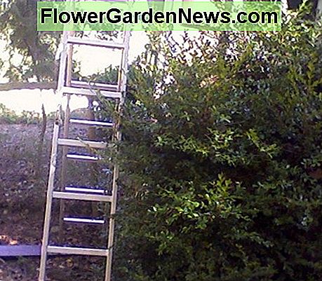 Ladder - JUIST! Ladder--RIGHT!