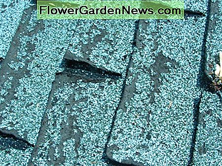gekräuselte Kanten auf den alten Dachschindeln curled edges on the old roof shingles