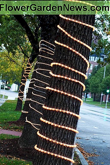 Virvės žiburiai taip pat gali būti naudojami kaip tik dekoratyvinis apšvietimas, pavyzdžiui, Kalėdų žiburiai Rope lights can also be used as purely decorative lighting, such as Christmas lights