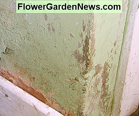 Padidėjęs drėgnas gipso sugadinimas Rising damp causing damage to plaster
