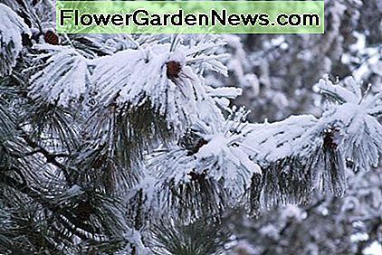 Genießen Sie die Schönheit des Winters und hören Sie auf, sich Sorgen zu machen, dass Sie den Schnee von Ihrer Auffahrt befreien Enjoy winter beauty and stop worrying about clearing snow from your driveway