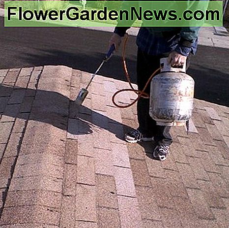 Opvarmning af det færdige tagreparationsjob med en gødningsbrænder til hurtig forsegling. Heating the finished roof repair job with a weed burner to help quick sealing.