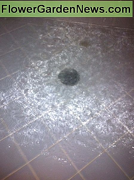Voorbeeld van een douchegoot die niet snel genoeg leegloopt om de douche leeg te maken. Stap één is om de afvoerafdekking te verwijderen. Meestal zijn er twee schroeven die het op zijn plaats houden. Example of a shower drain that isn't draining fast enough to empty the shower. Step one is to remove the drain cover. Usually there are two screws holding it in place.