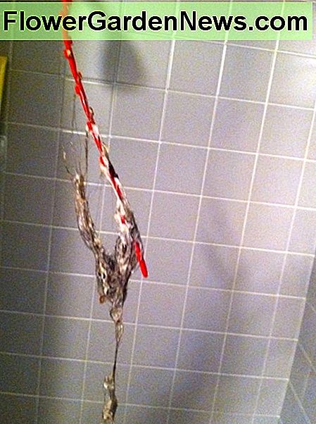 Ik duwde de slang door de afvoer en haalde er een enorme bos haar uit. I pushed the snake down the drain and pulled out a huge clump of hair.