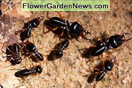 Ferestrele din lemn nu sunt tratate termitelor Untreated wooden windows are proned to termites