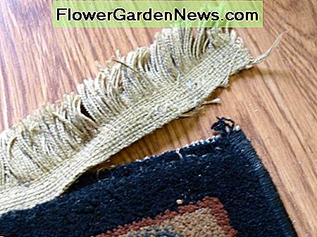 Fransen auf einem Teppich, nach dem Staubsaugen weggerissen. Fringe on a rug, torn away after vacuuming.