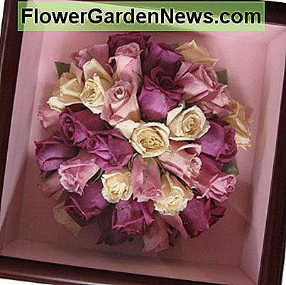 Šaldykite džiovintą rožių puokštę. Freeze dried rose bouquet.