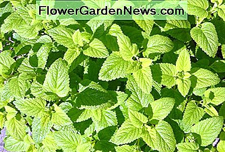 Zitronenmelisse hat ein hellgrünes zartes Blatt Lemon balm has a light green tender leaf