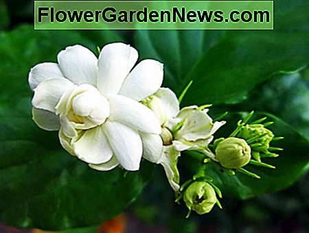 Blume der Nacht Flower of the Night